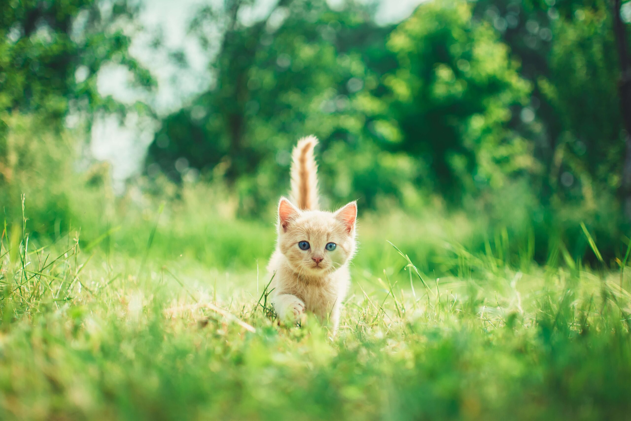 orange kitten walking in grass