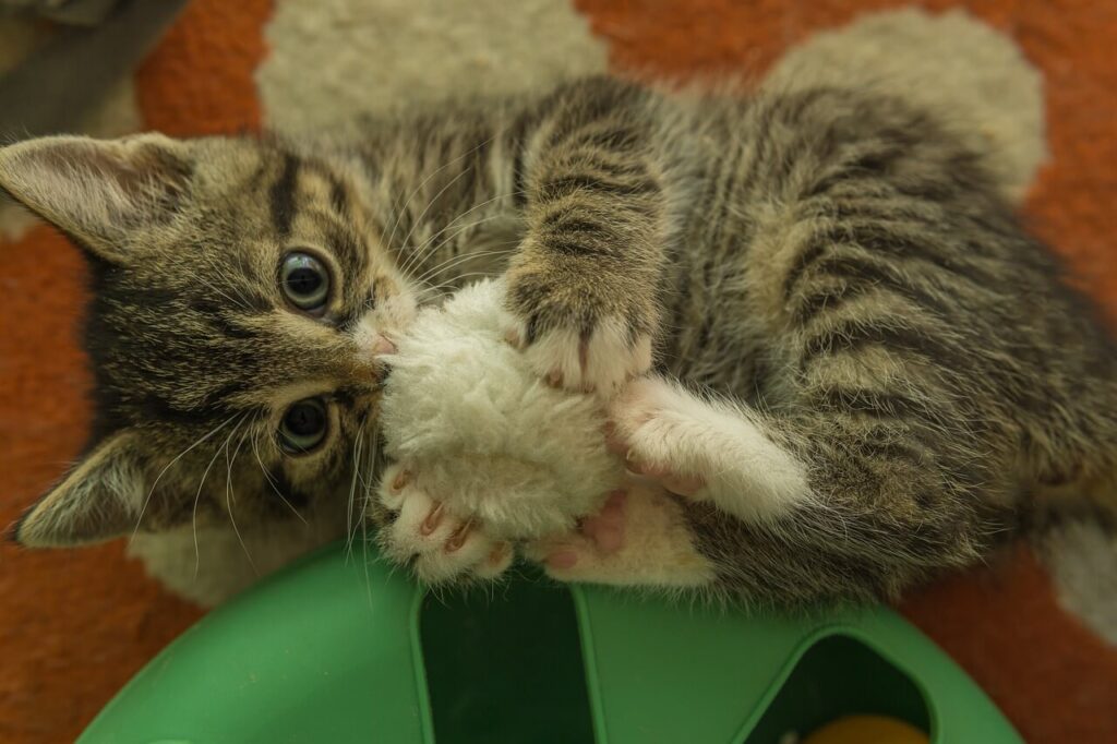 small grey and white kitten playing with a white ball