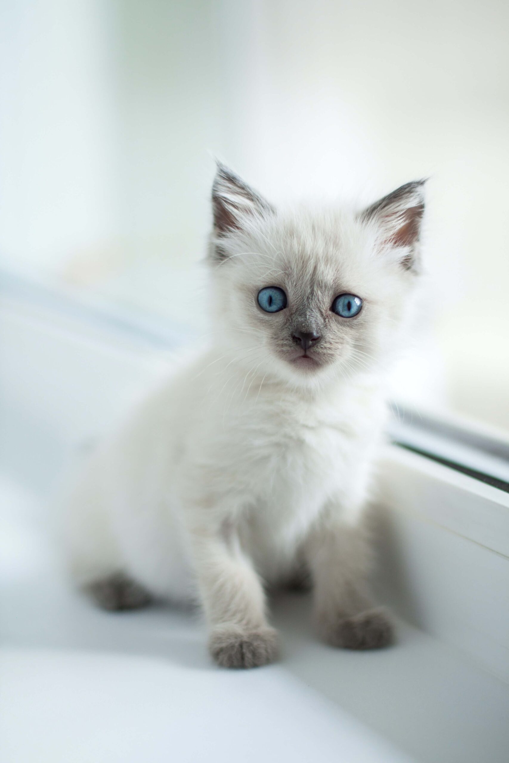 grey and white kitten sitting by the window