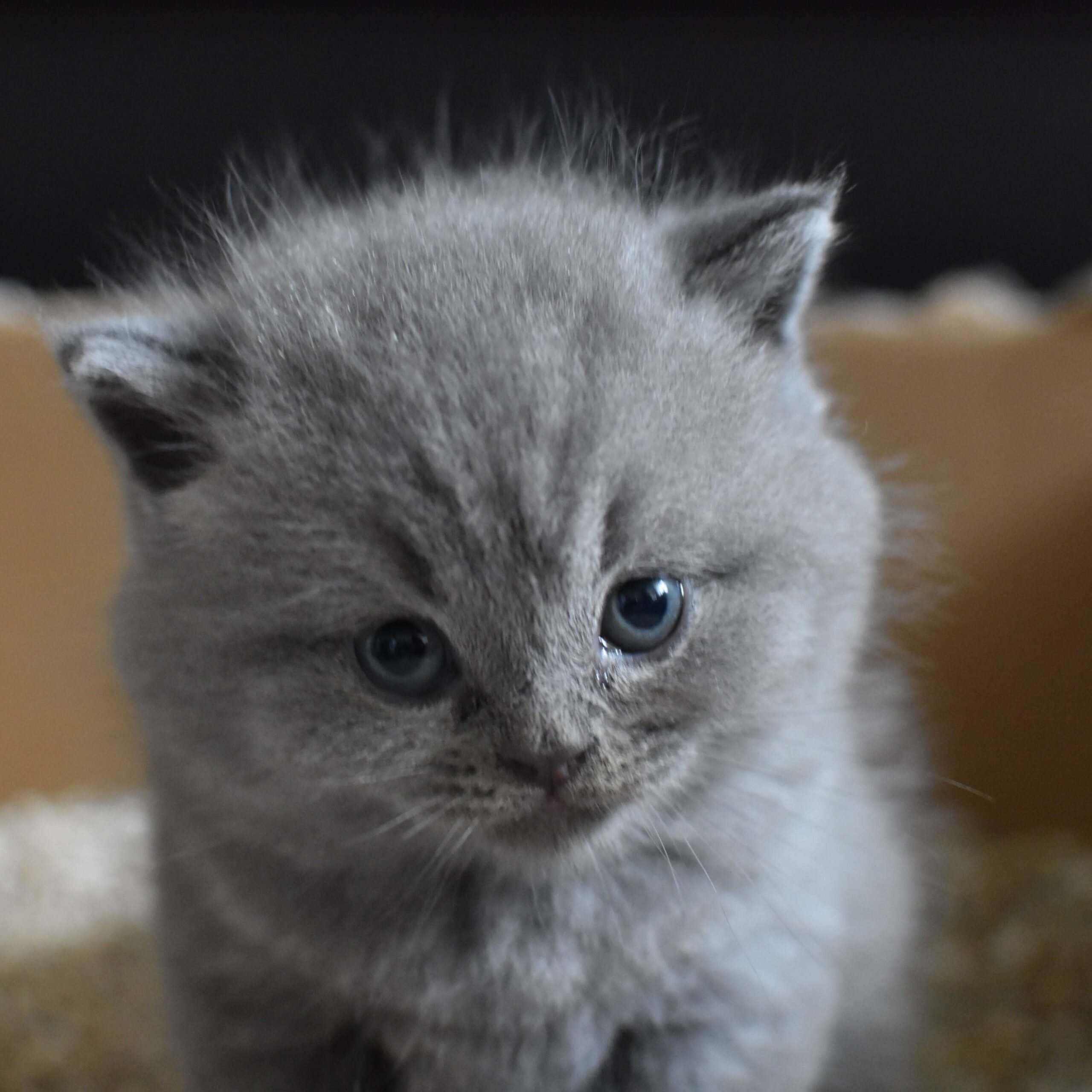 grey kitten using litter box.