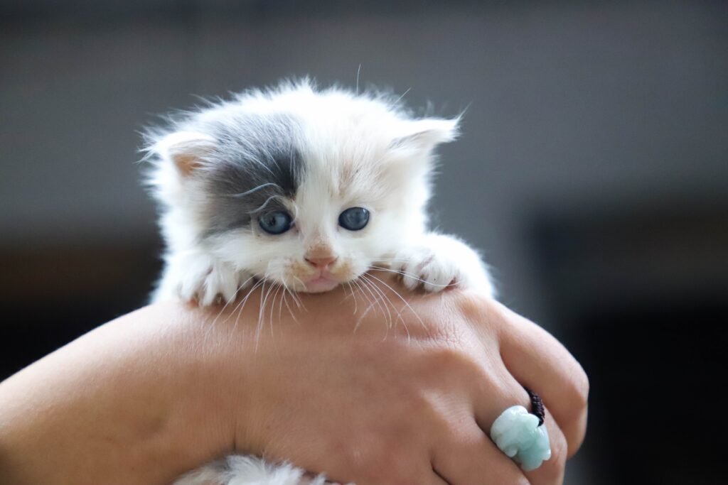 White itten on a hand