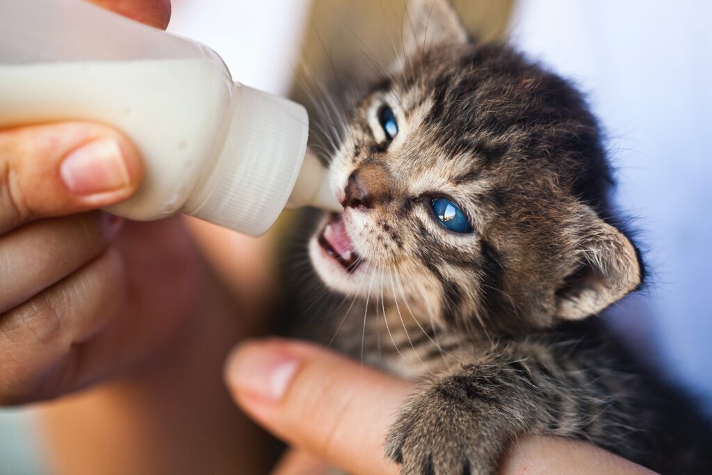 Feeding the kitten