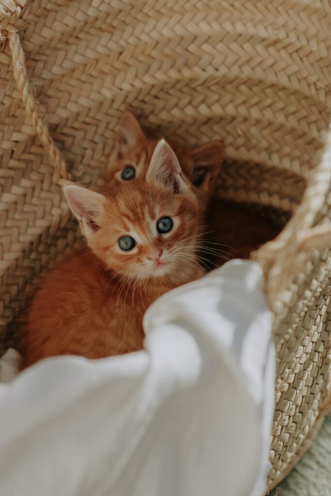 kitten in the basket