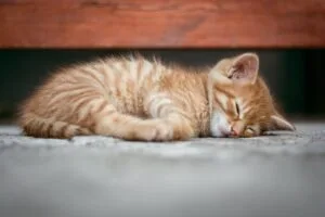 cat sleeping