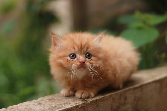 brown persian kitten sitting on a wall