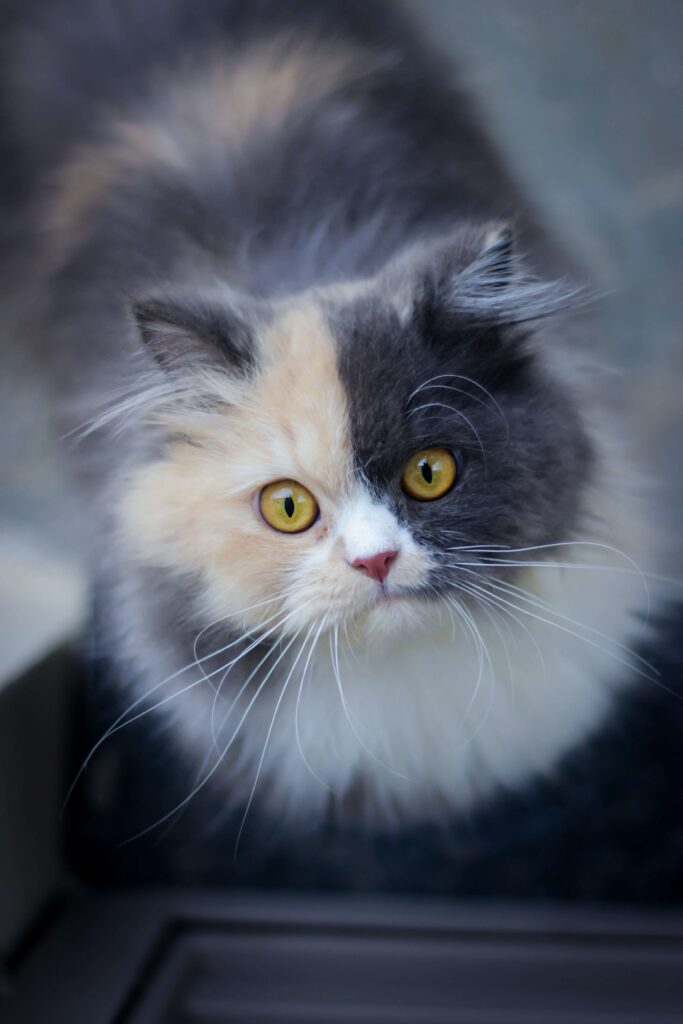 half black and half white cat staring up at the camera