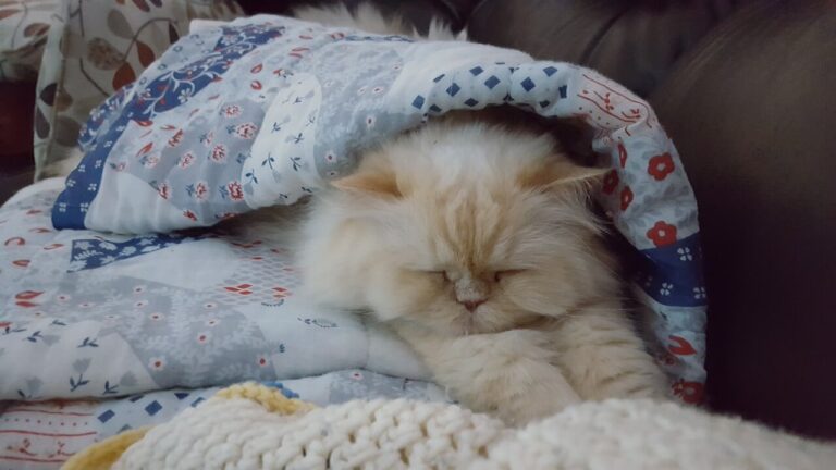 cream colour persian kitten sleeping in blue blanket