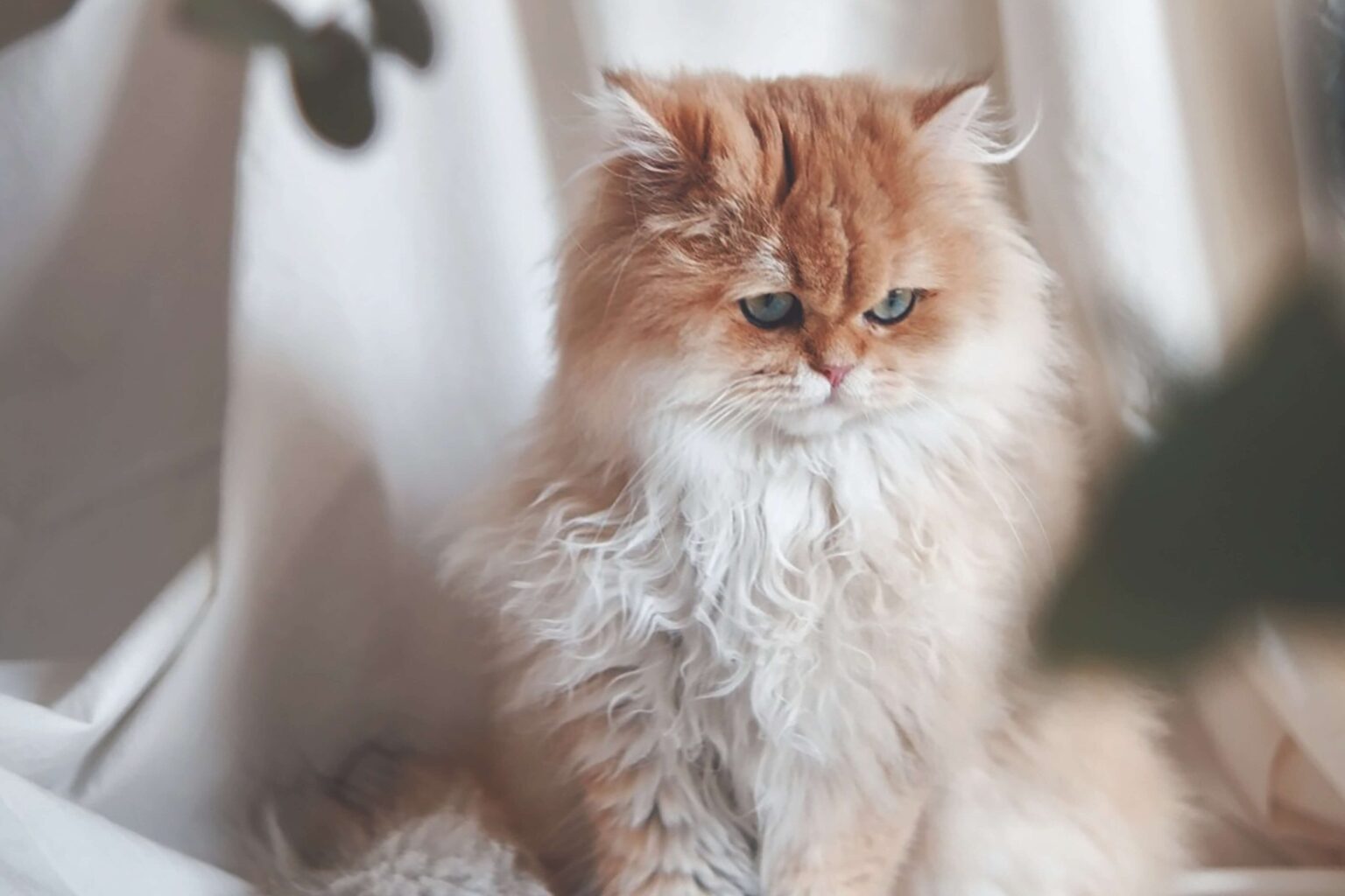 Image showcasing Persian Cats Characteristics - All You Need To Know