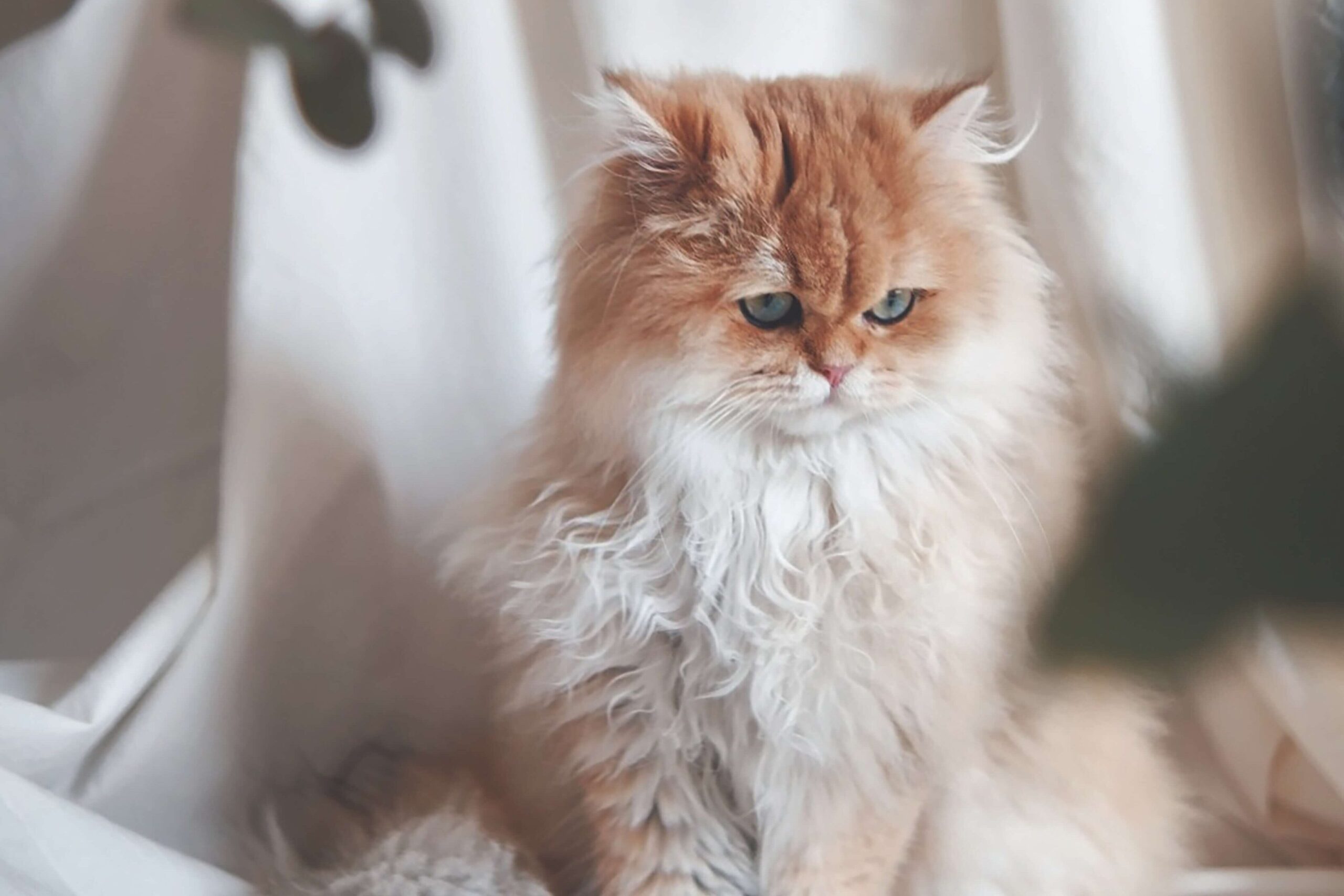 white and otange persian cat sitting infornt of a white curtain.