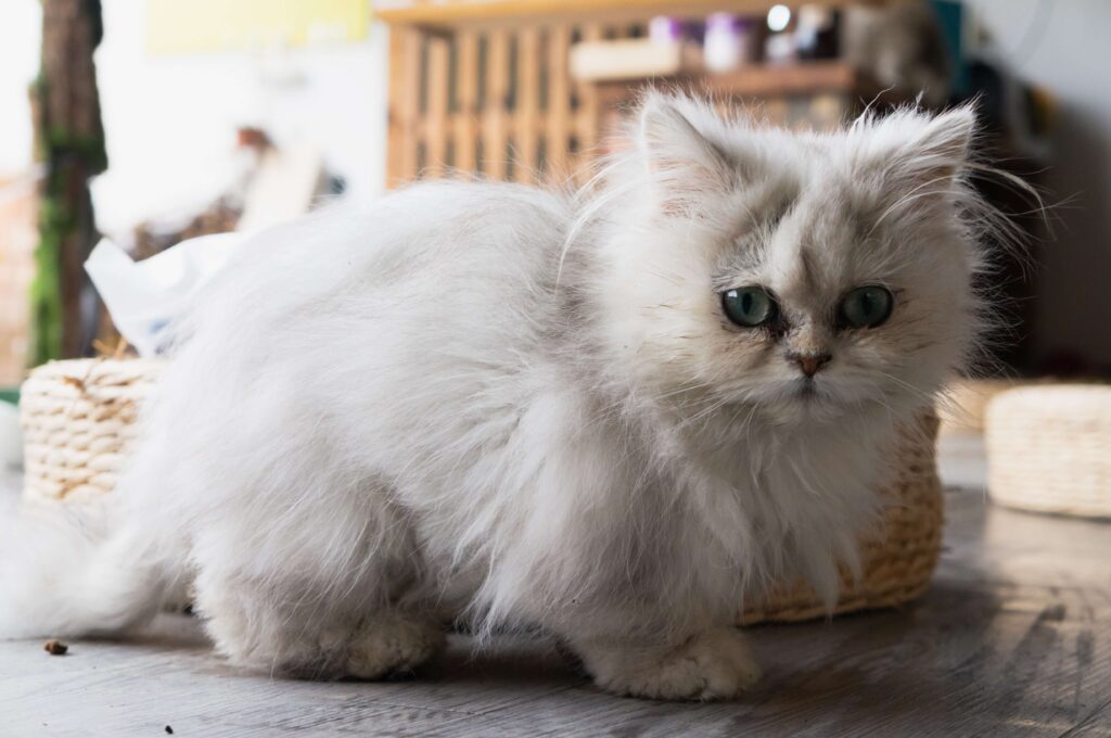 white persian kitten standing and looking down