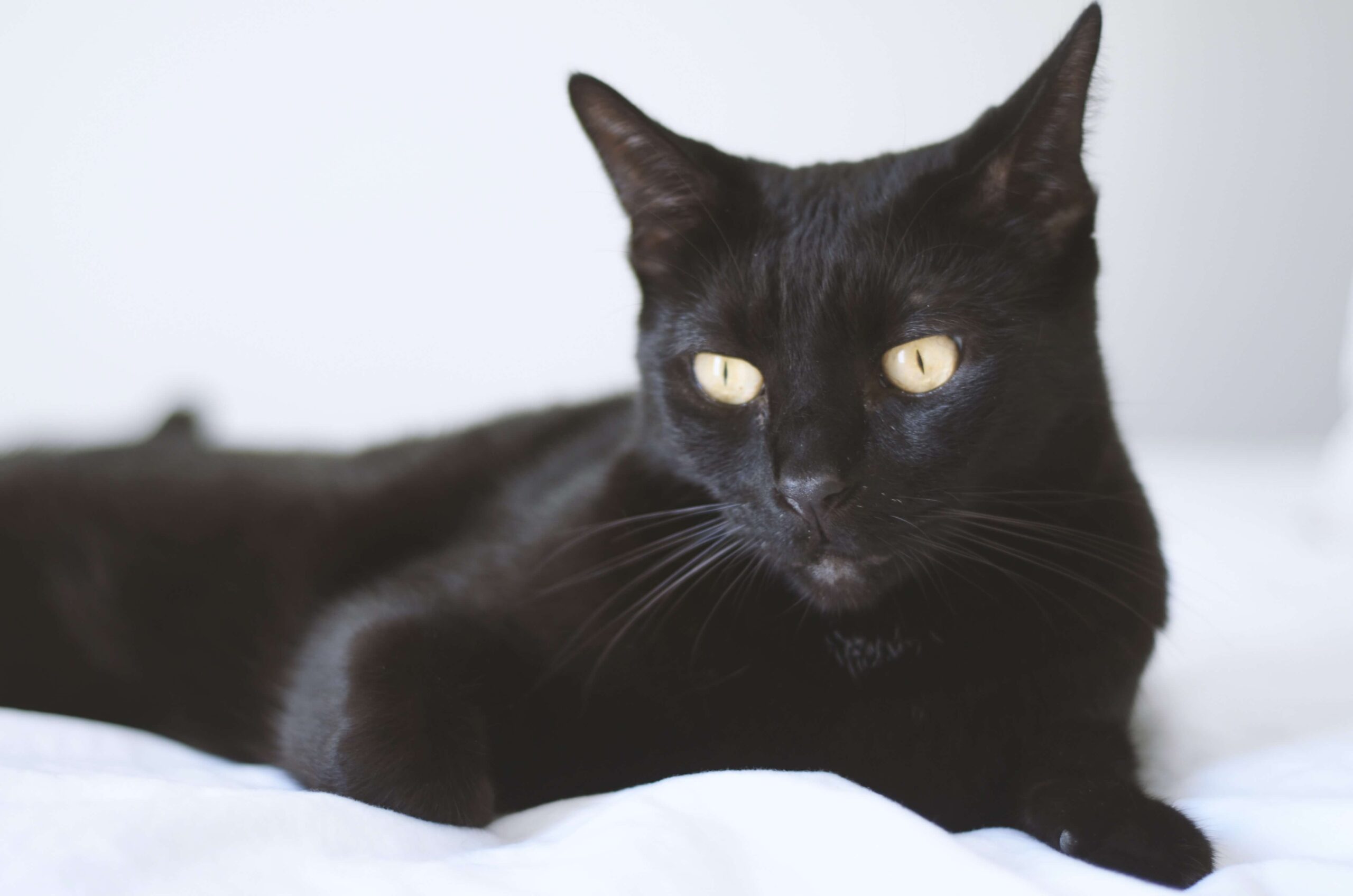 bombay cat sitting on a white bedsheet