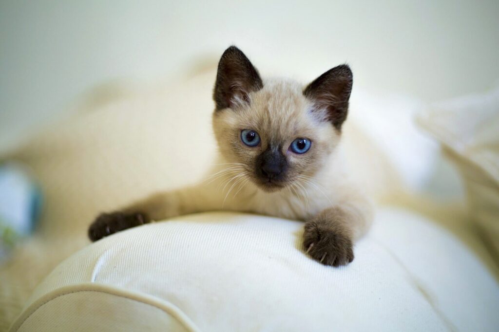 siamese kitten lying on a sofa and looking at the camera