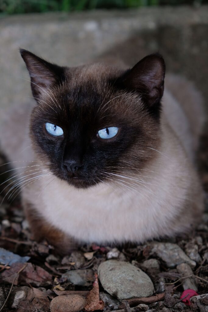 siamses cat sitting on rocks and staring.