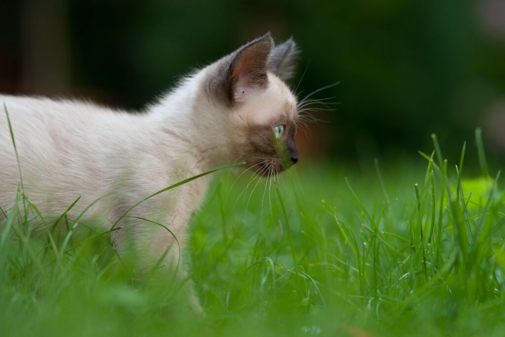 siamese kitten walking between grass