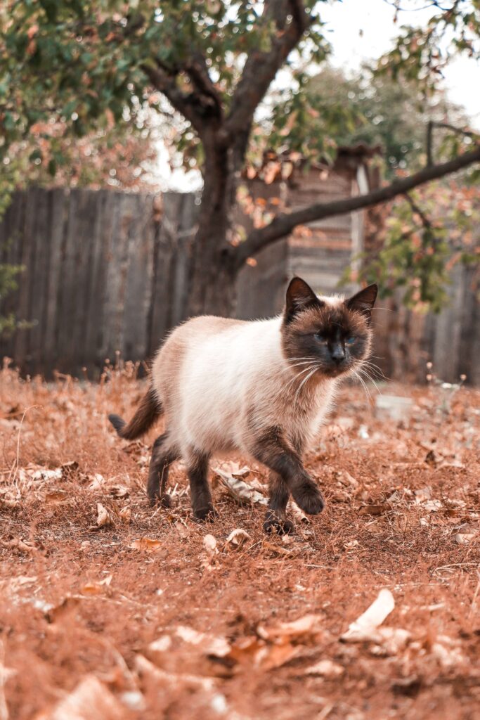 siamese cat walking between autumn leaves