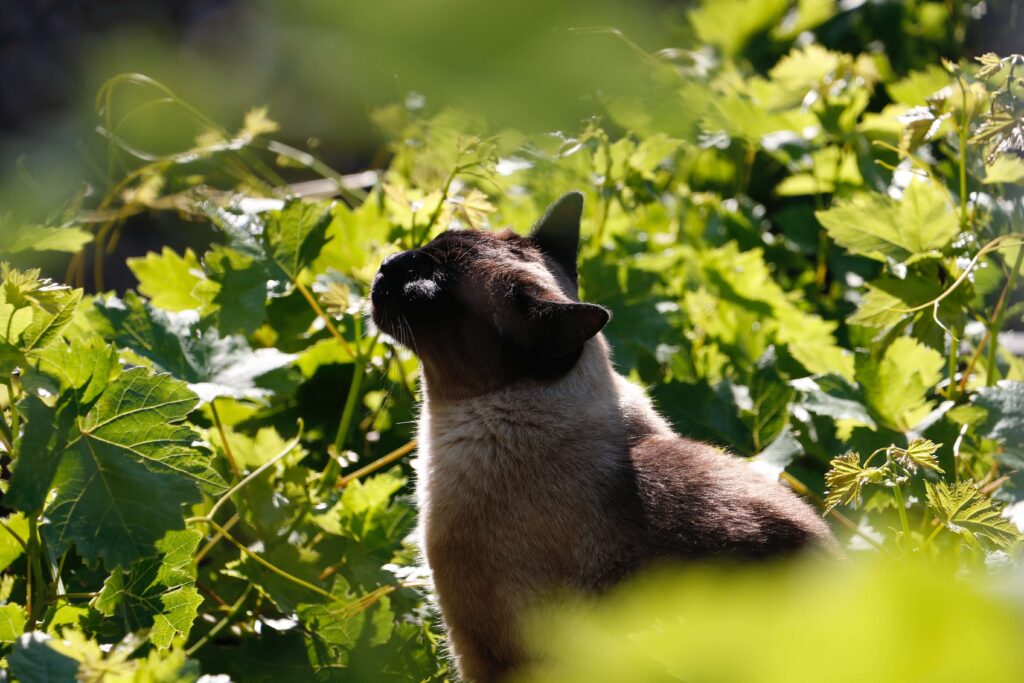 siamese cat sniffing leaves in the garden