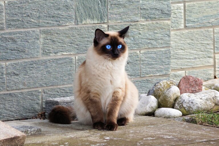 furry siamses cat sitting on the table