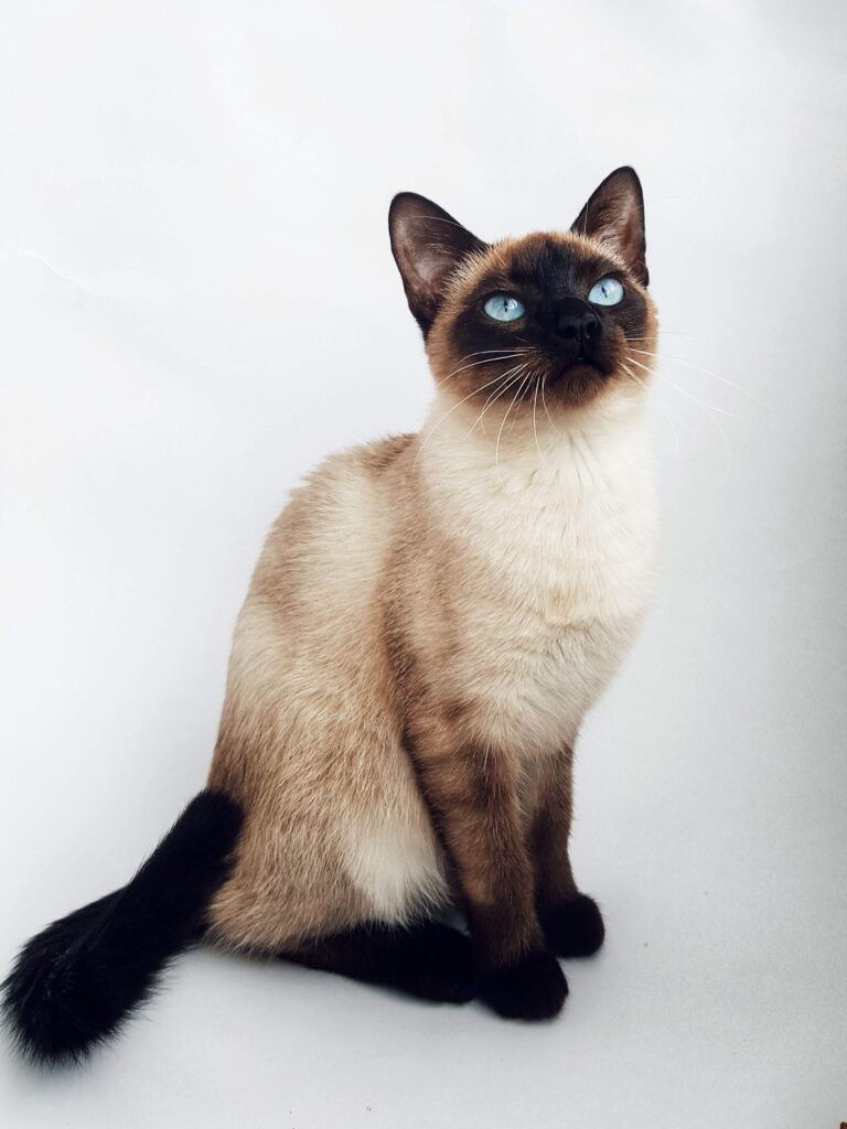 siamese cat sitting with a white background staring up