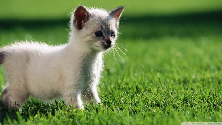 siamses kitten standing on grass looking ahead.