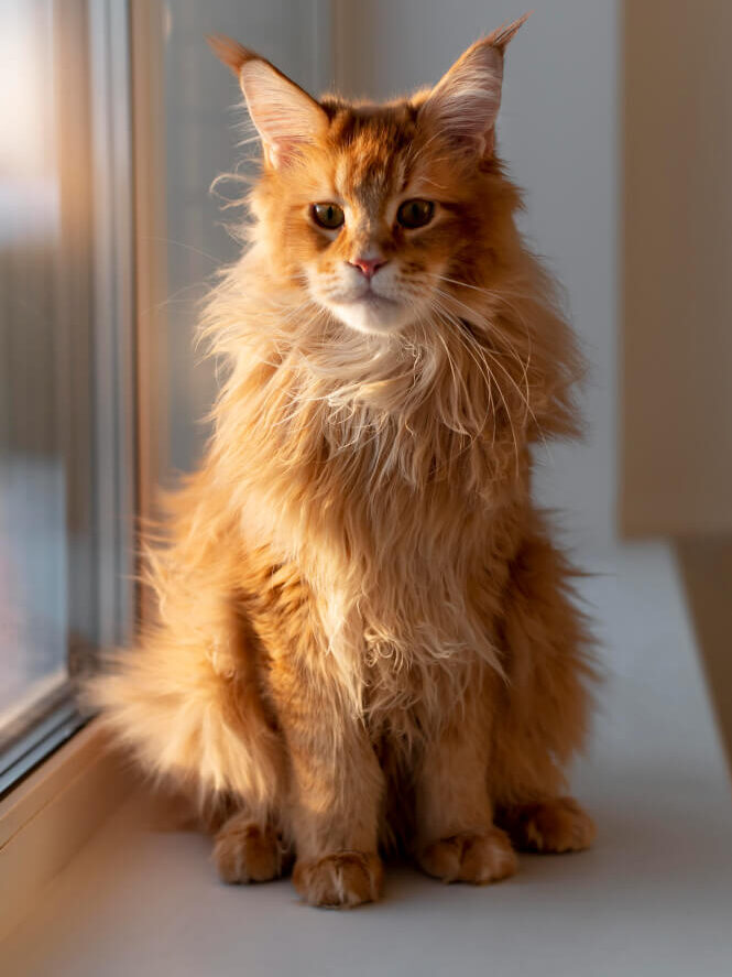 goldenbrown maine coon cat sittingnear the window and looking ahead