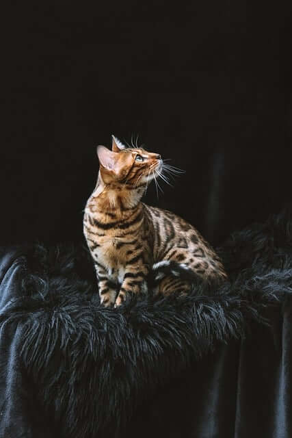 bengal cat sitting with a black background looking up