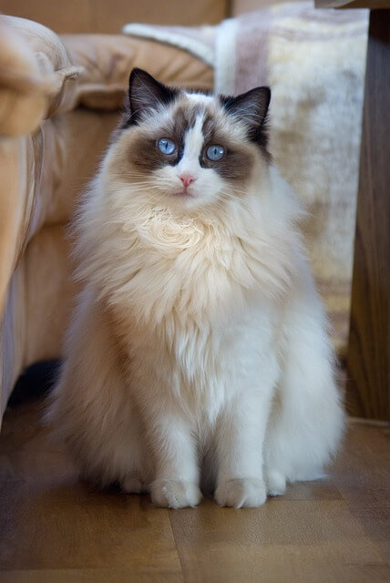 white color rag doll cat sitting and staring ahead.