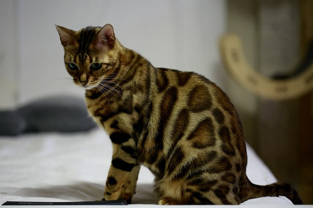 a bengal cat sitting with a light blue background.