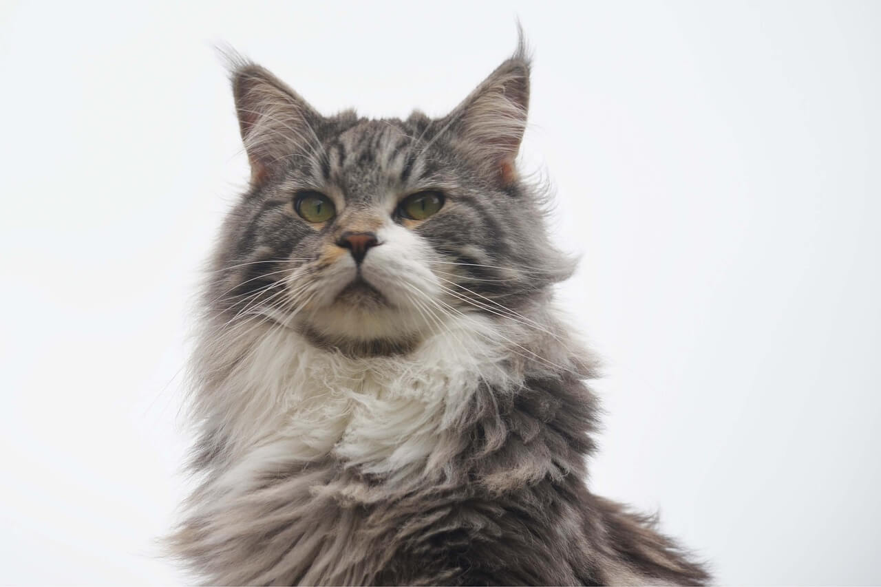 grey and white maine coon cat looking ahead.