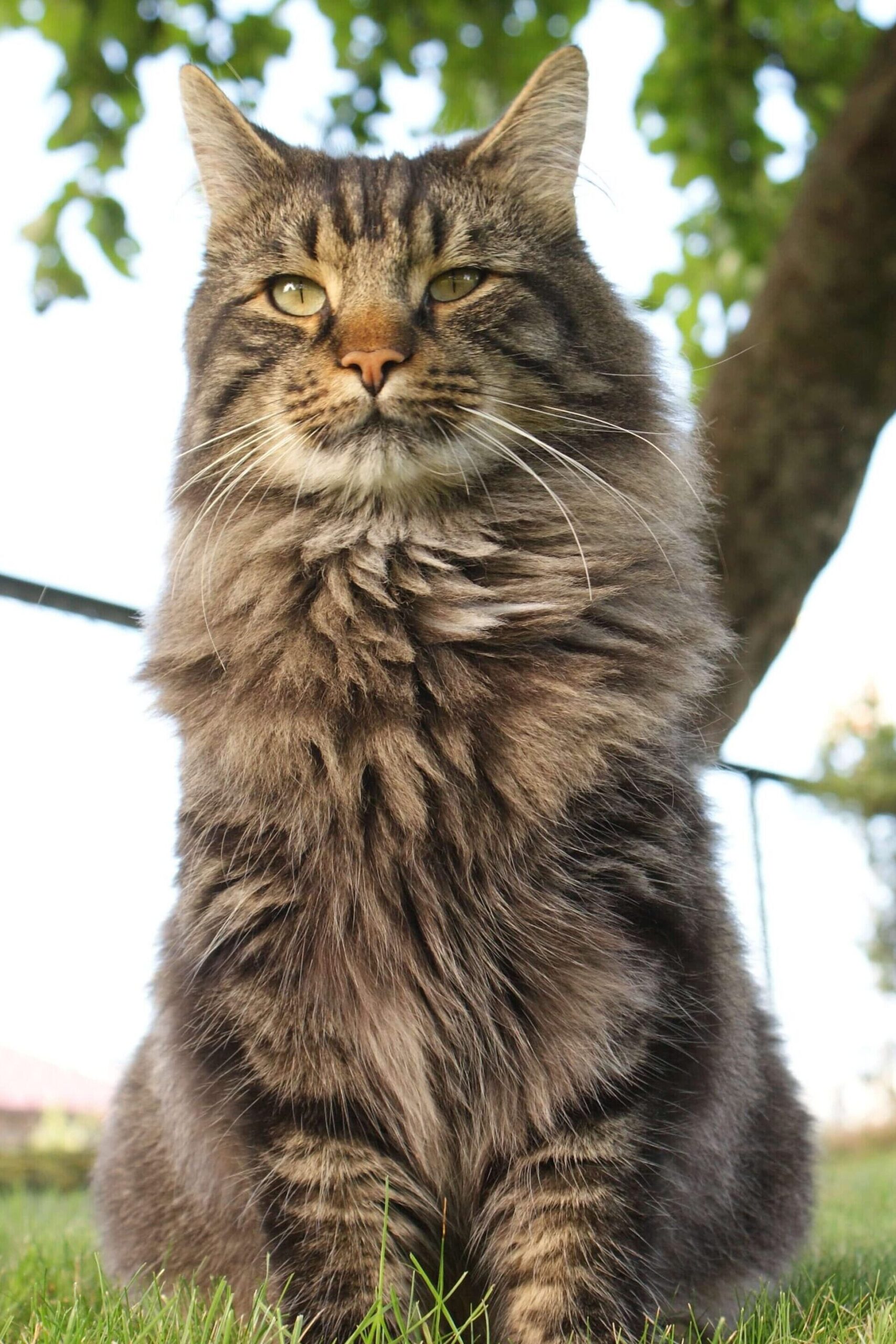 tabby main coon catsitting in the grass