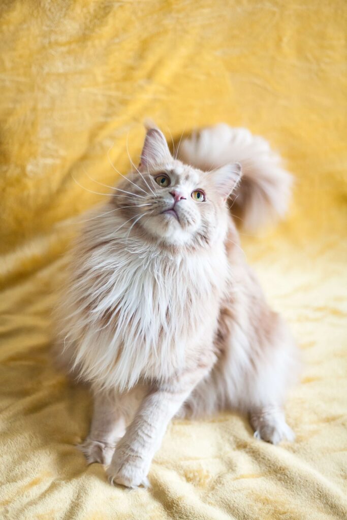 sandy brown maine coon cat staring up sitting with a brown background.