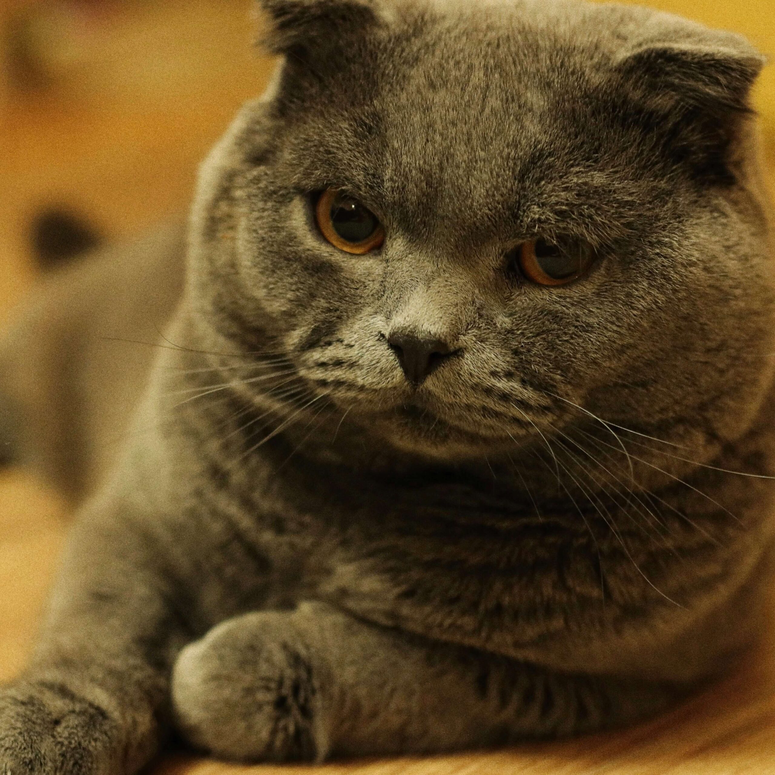 smoky grey scotish fold cat sitting 