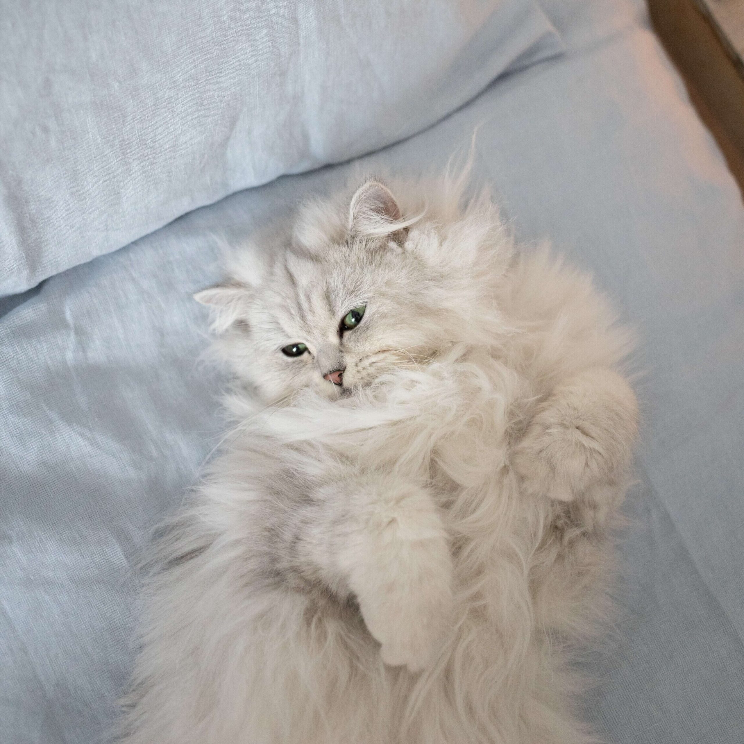 white persian cat lying in bed with a blanket on