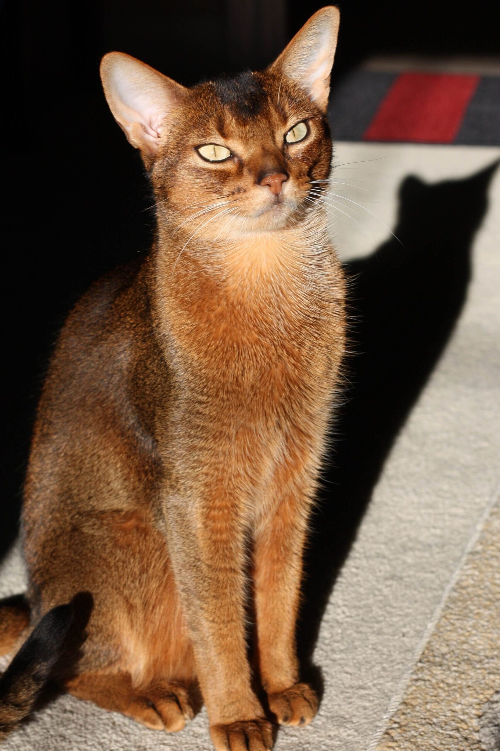 fawn abyssinian cat sitting on a carpet looking ahead