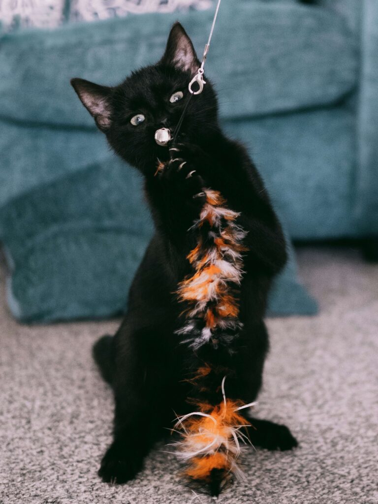 bombay kitten playing with an orange toy.