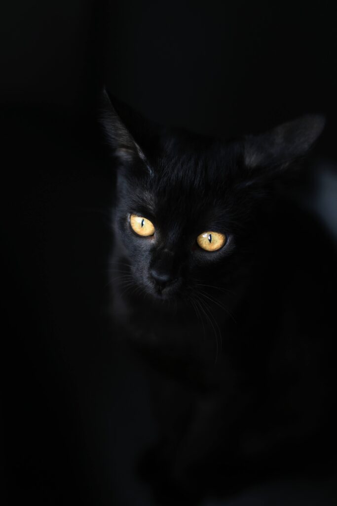 bombay cat sitting in a completely black background