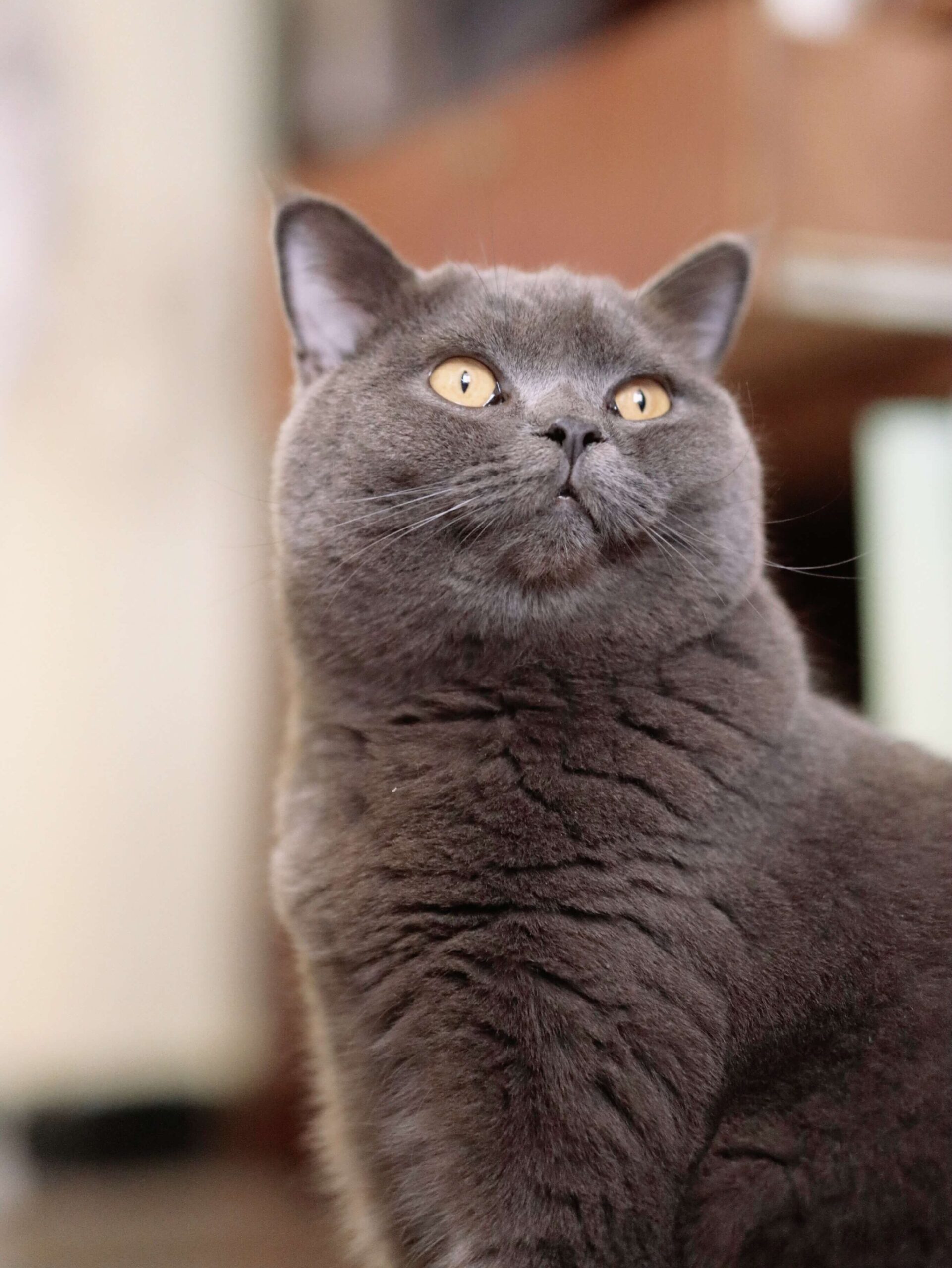 blue grey british hort hair cat staring at ceiling