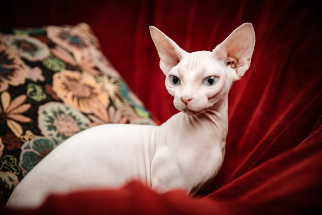 pink sphynx cat sitting with a red background