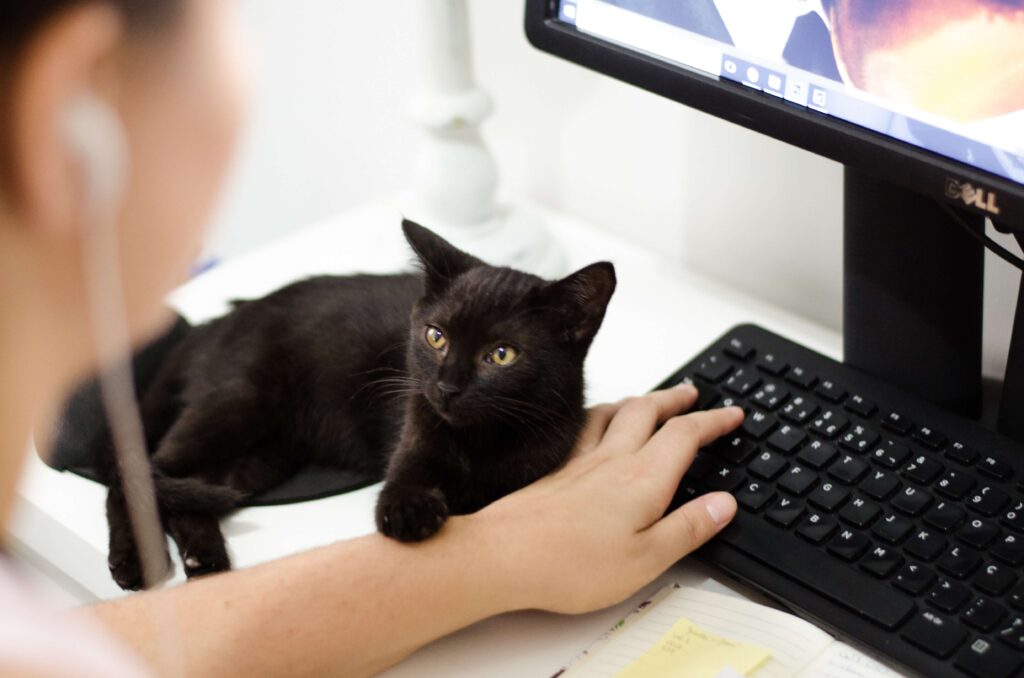 bombay cat sitting next to laptop