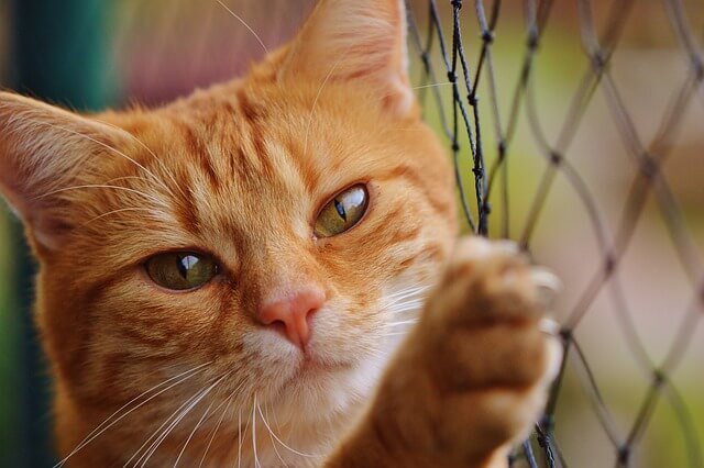 orange cat sitting by the net     