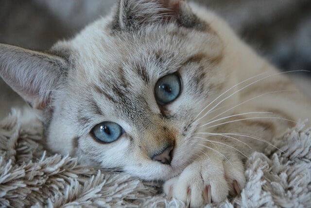 grey cat lying on carpet