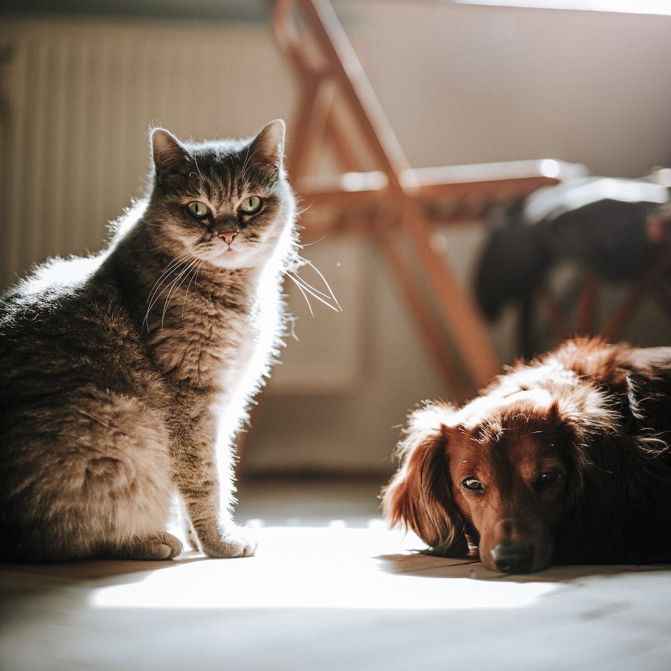 Dog and Cat on the Floor