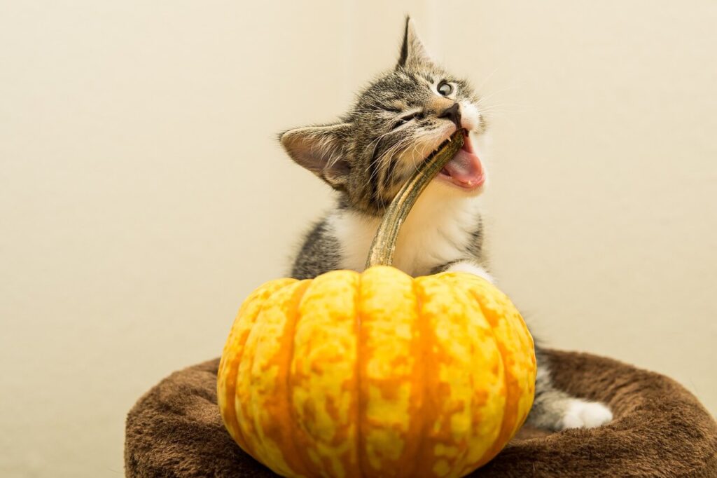 grey and white cat biting pumpkin stem