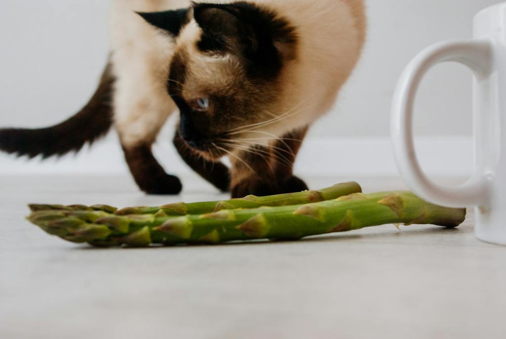 Cat Near Green Fresh Asparagus and Ceramic Mug