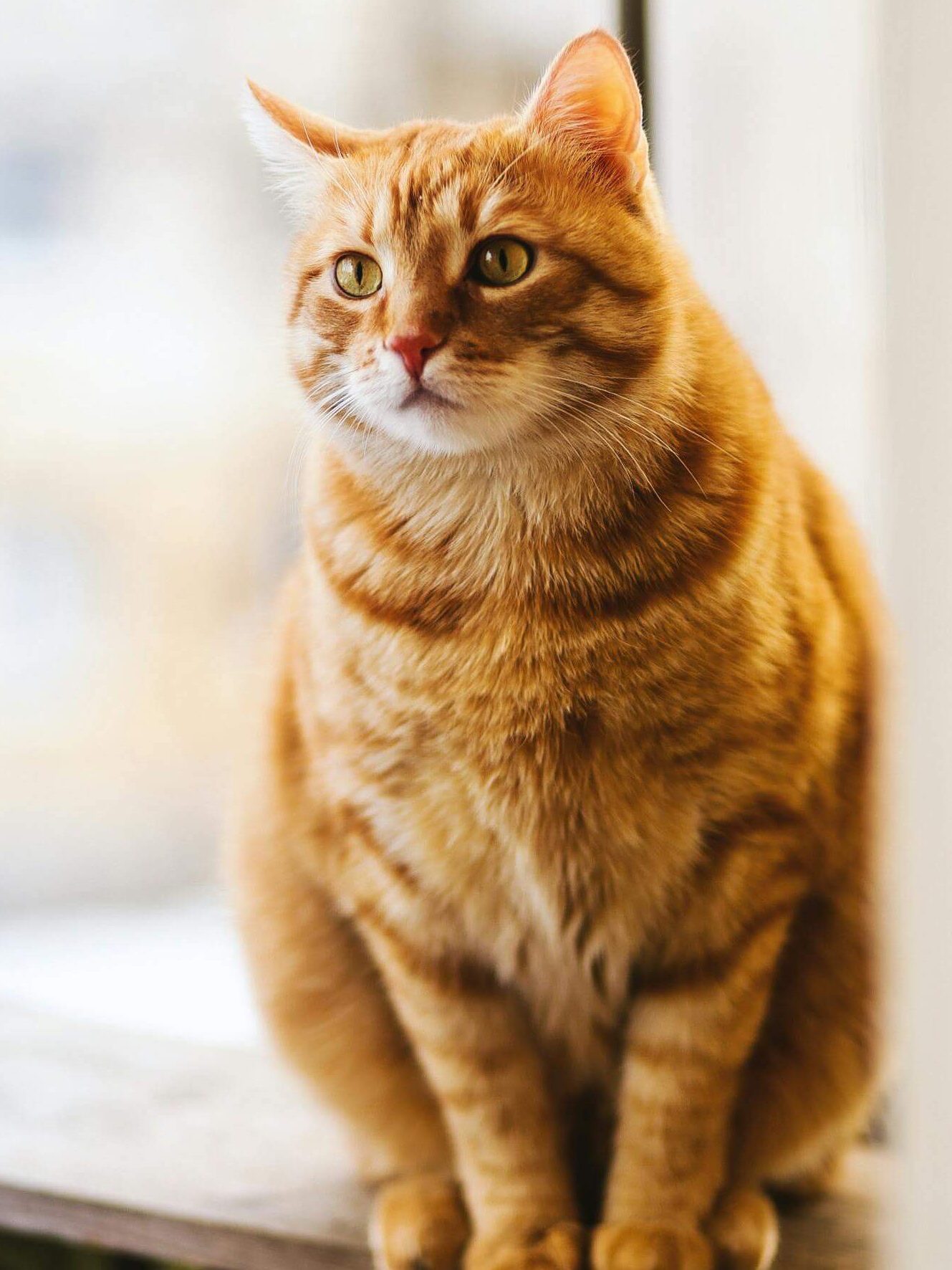 ginger coloured tabby sitting on the table