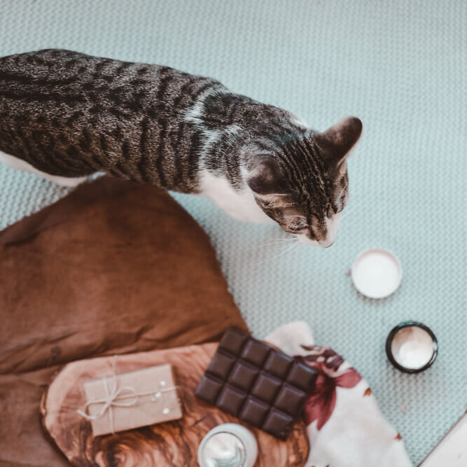 cat walking towards snacks and a chocolate bar