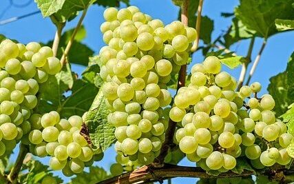 green grapes hanging from vines