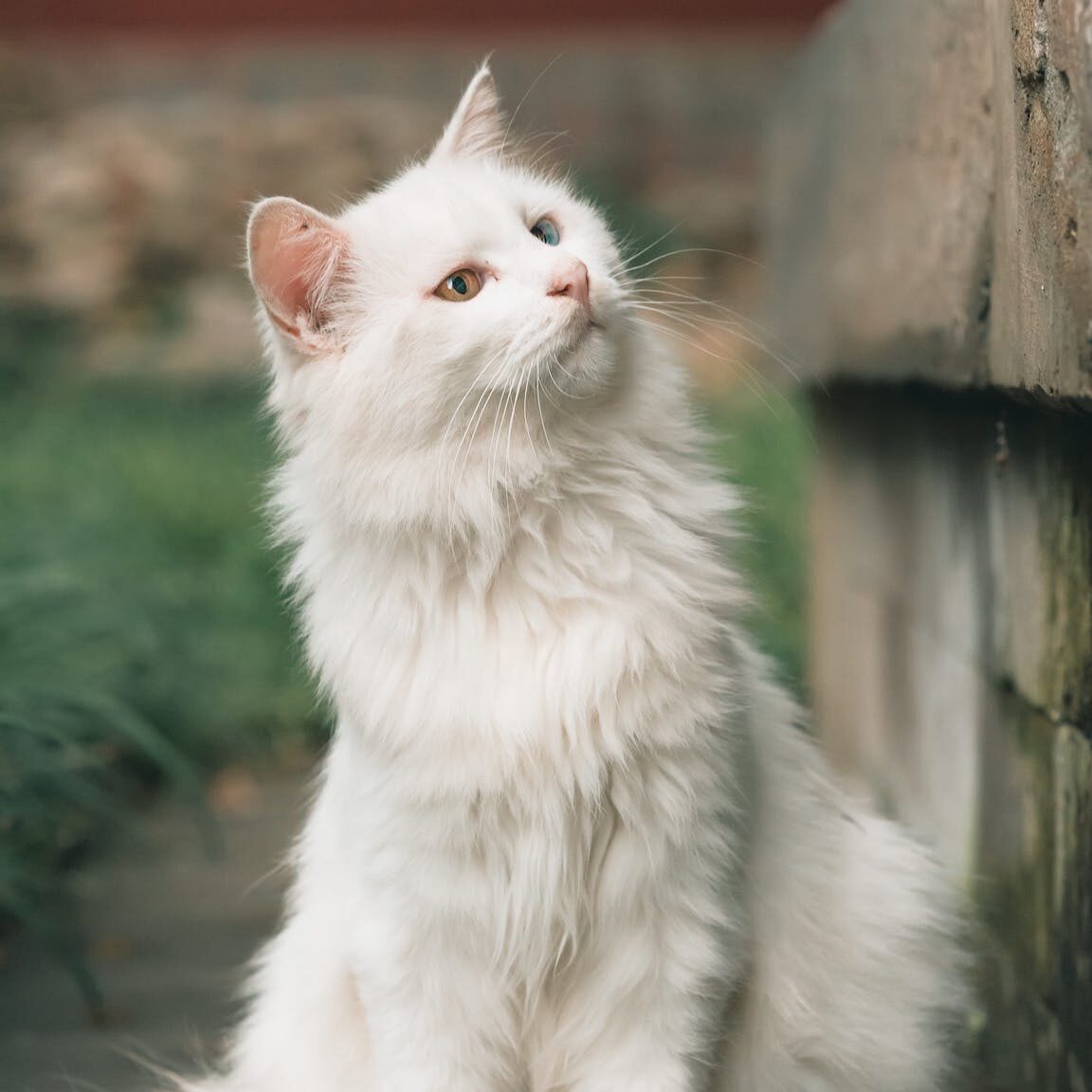 A White Cat Staring at a Concrete Wall