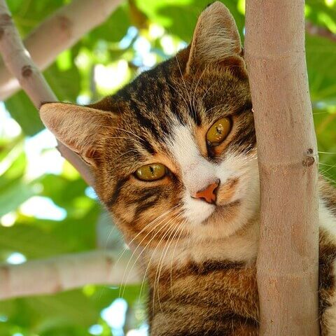 grey and white cat sitting on the tree