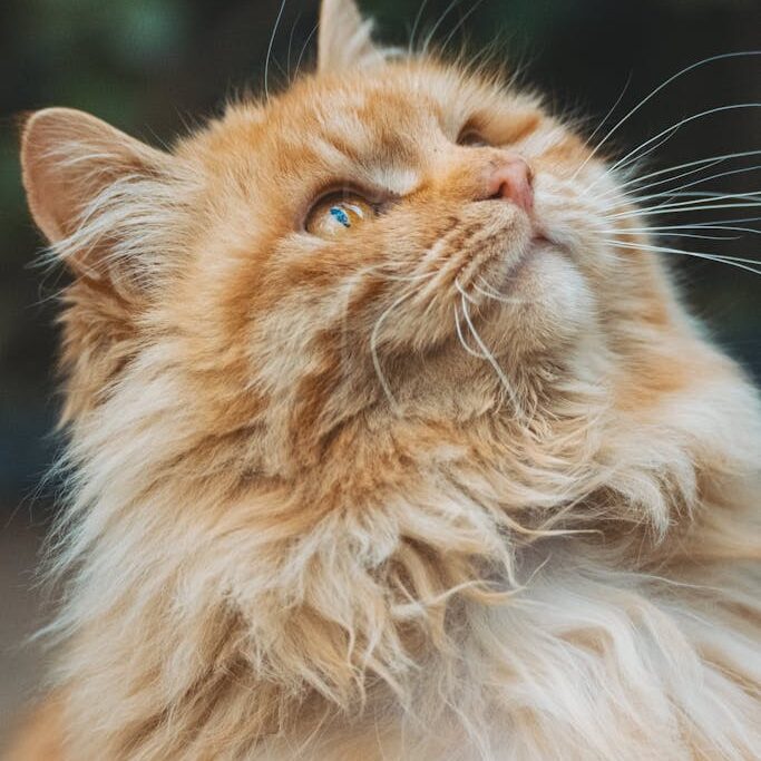 Orange Tabby Cat in Close-Up Photography