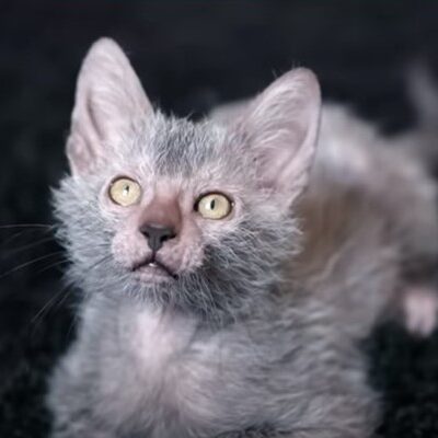 grey lykoi looking up